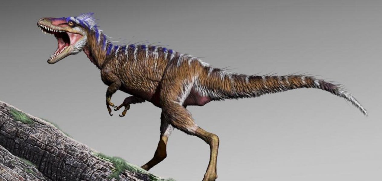 First Canadian tyrannosaur in 50 years, just discovered in Alberta