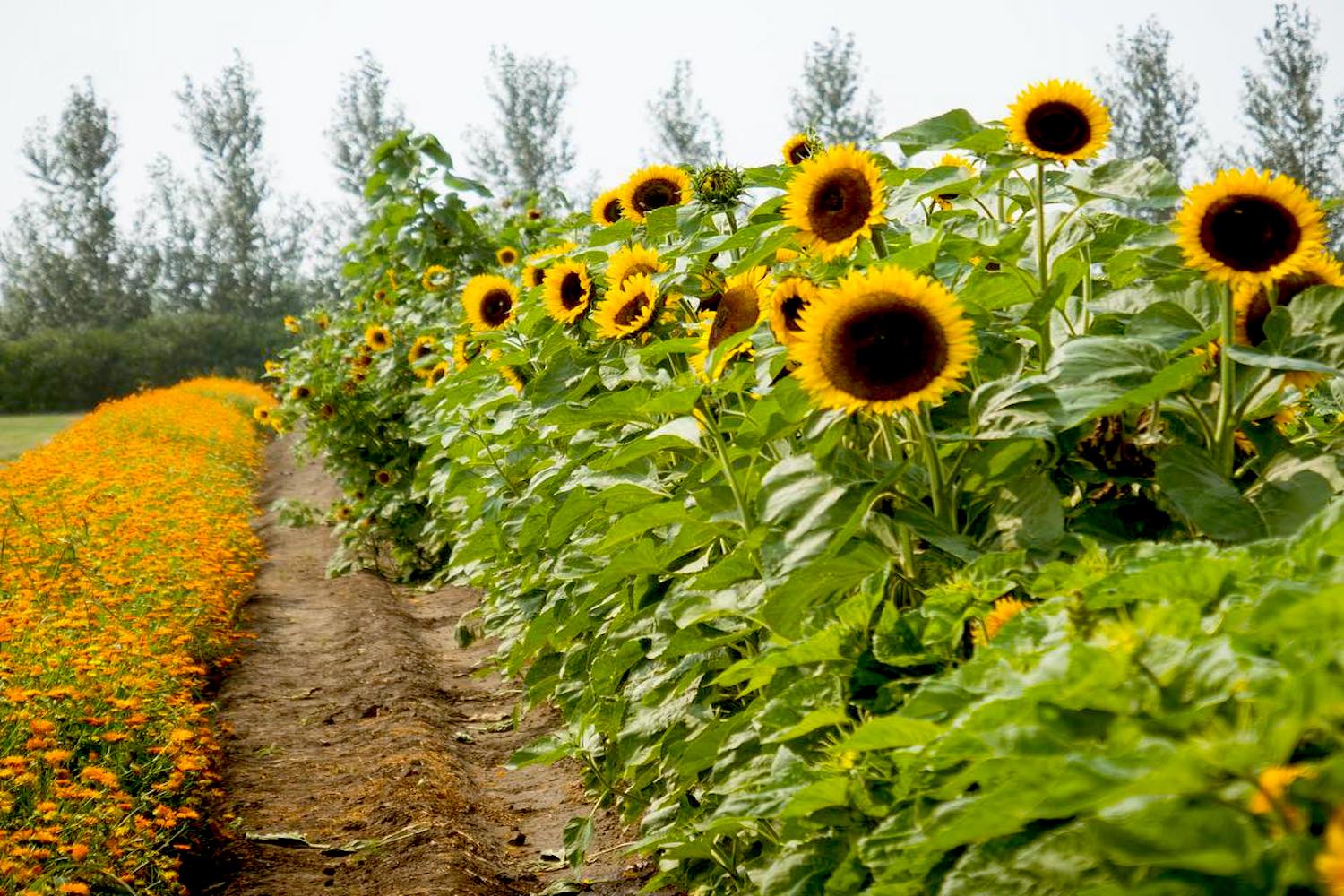 sunflowers canada