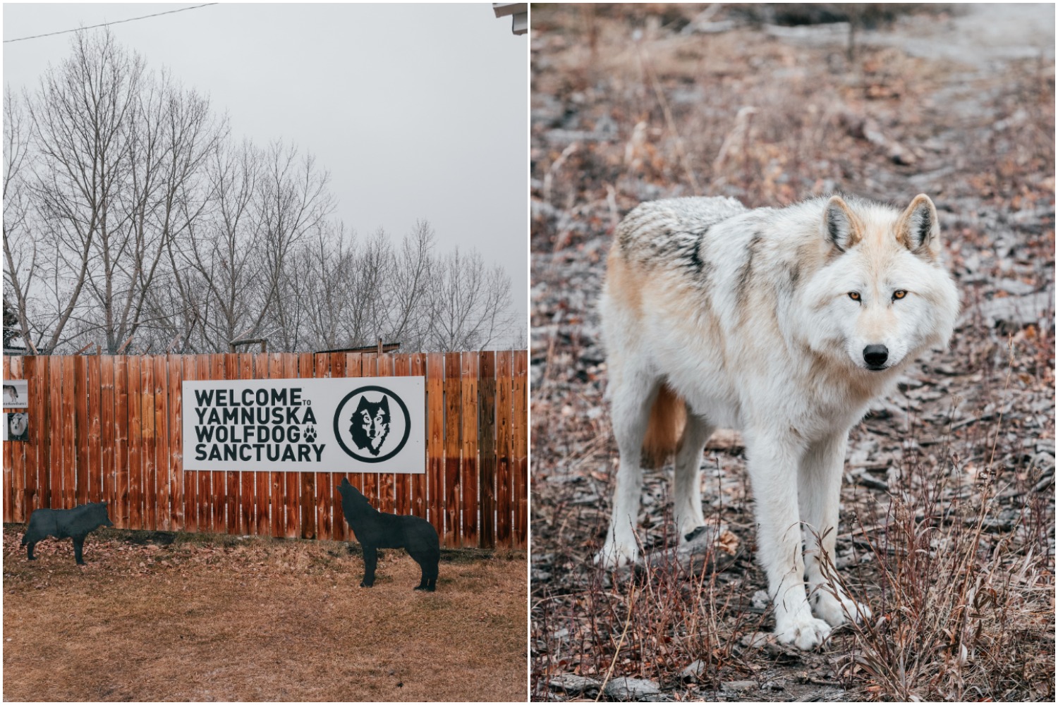 yamnuska wolfdog sanctuary