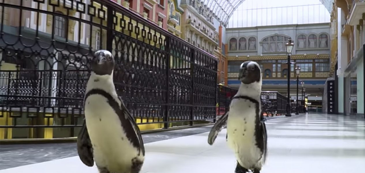 The Penguins at the West Edmonton Mall went on a shopping spree