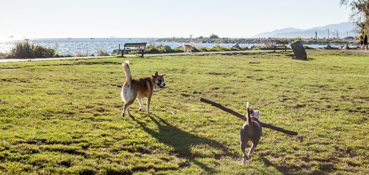 off-leash dog park vancouver