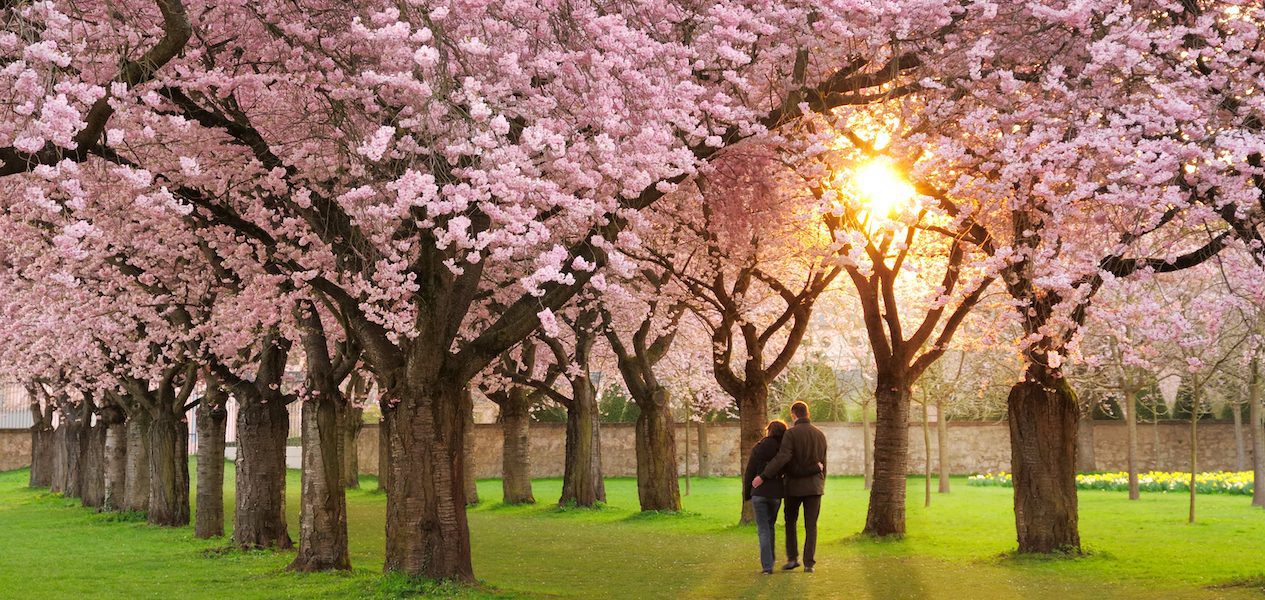 spring date ideas vancouver cherry blossoms