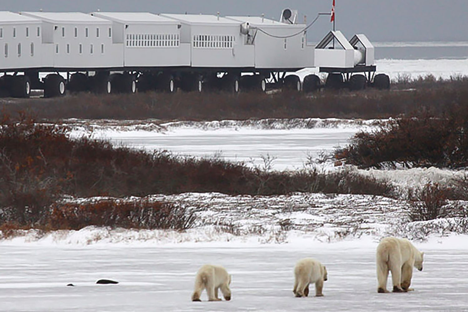 tundra lodge polar bear hotel tours