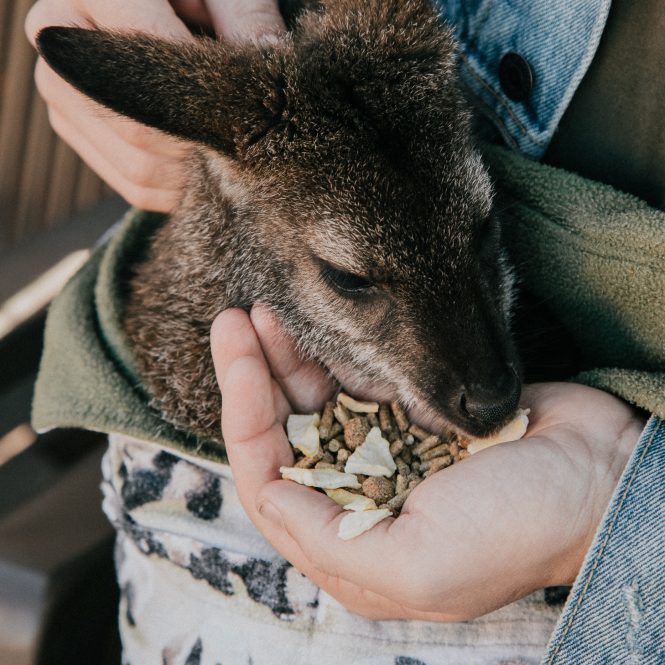 kangaroo at cobb's