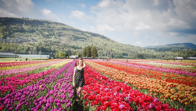 lakeland flowers u-pick tulip farm