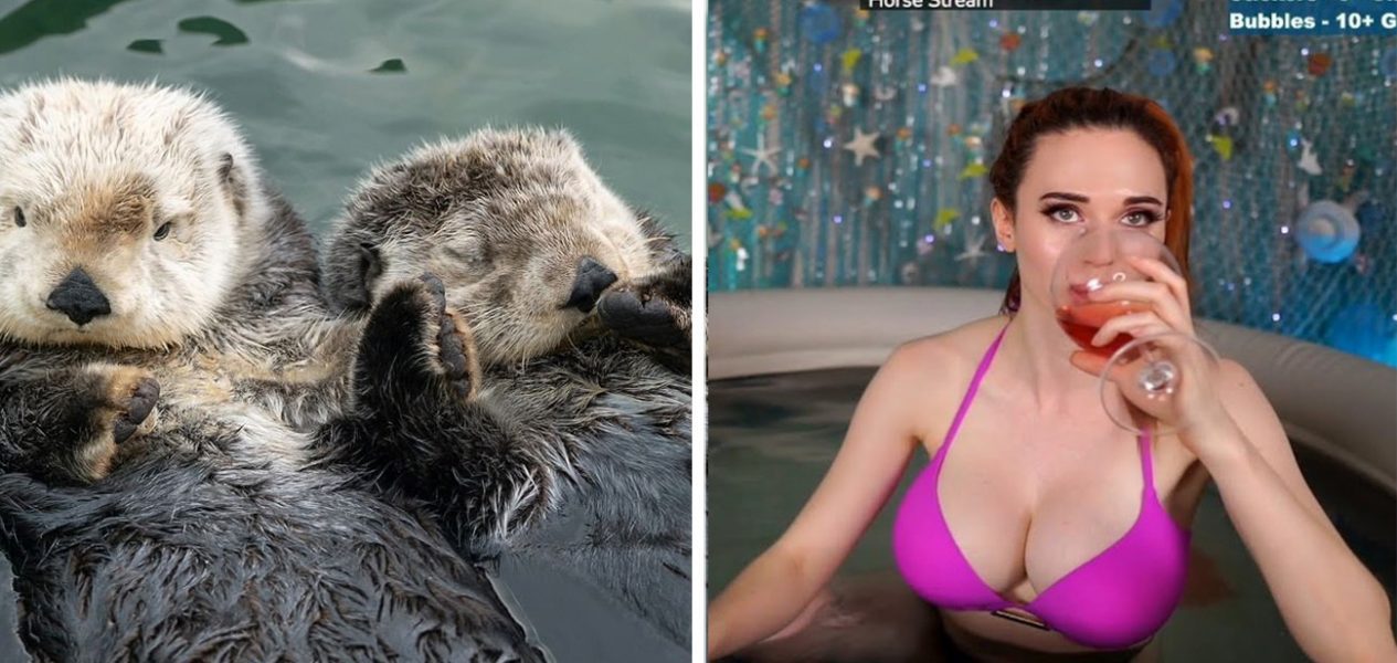 twitch hot tub otters vancouver