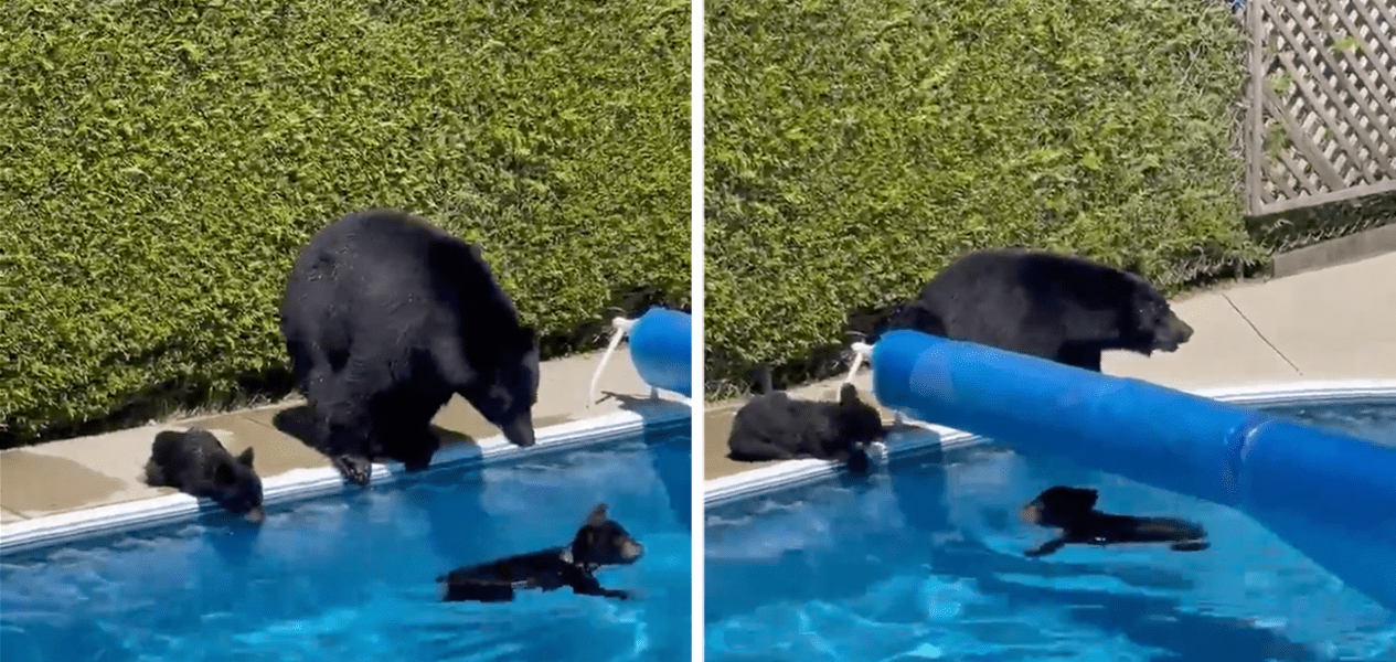 bears pool BC
