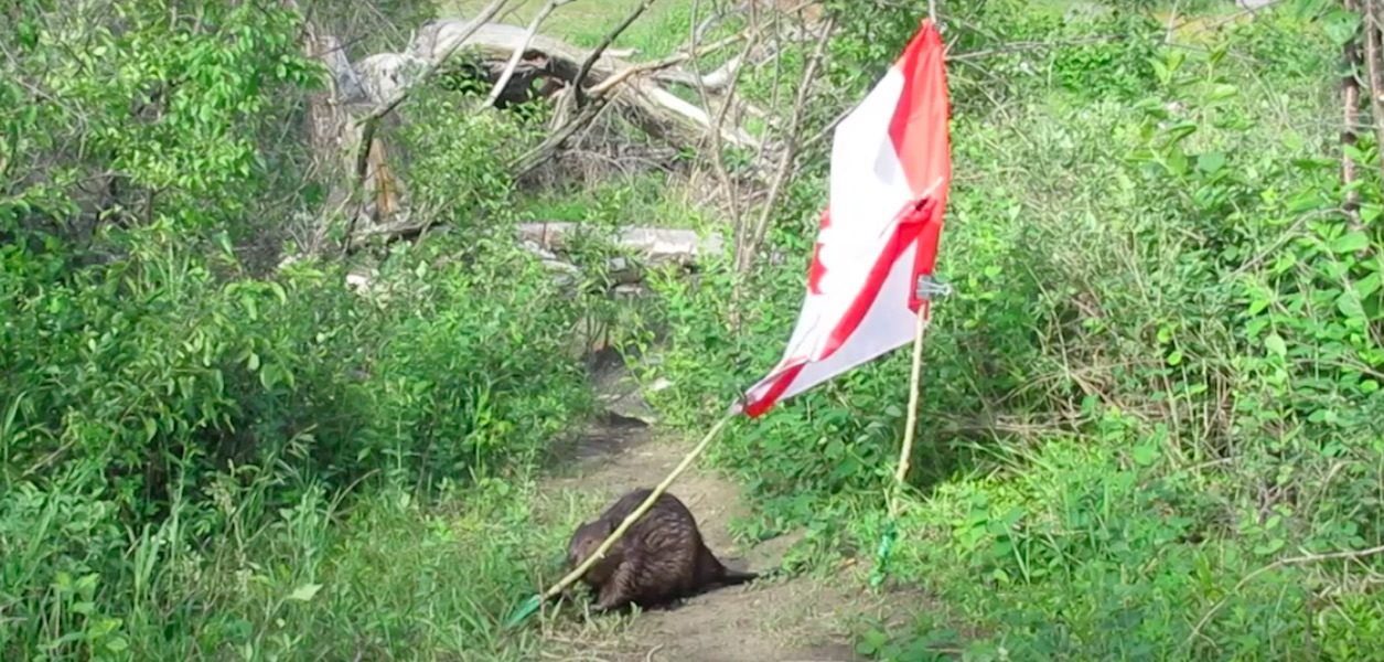 beaver canada flag