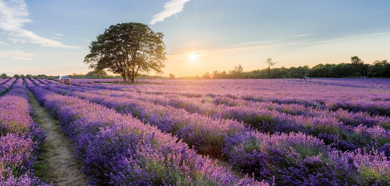 sequim lavender festival