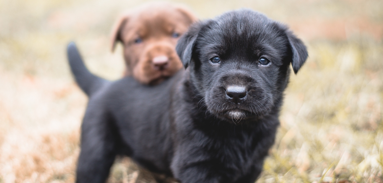 puppies for adoption ontario