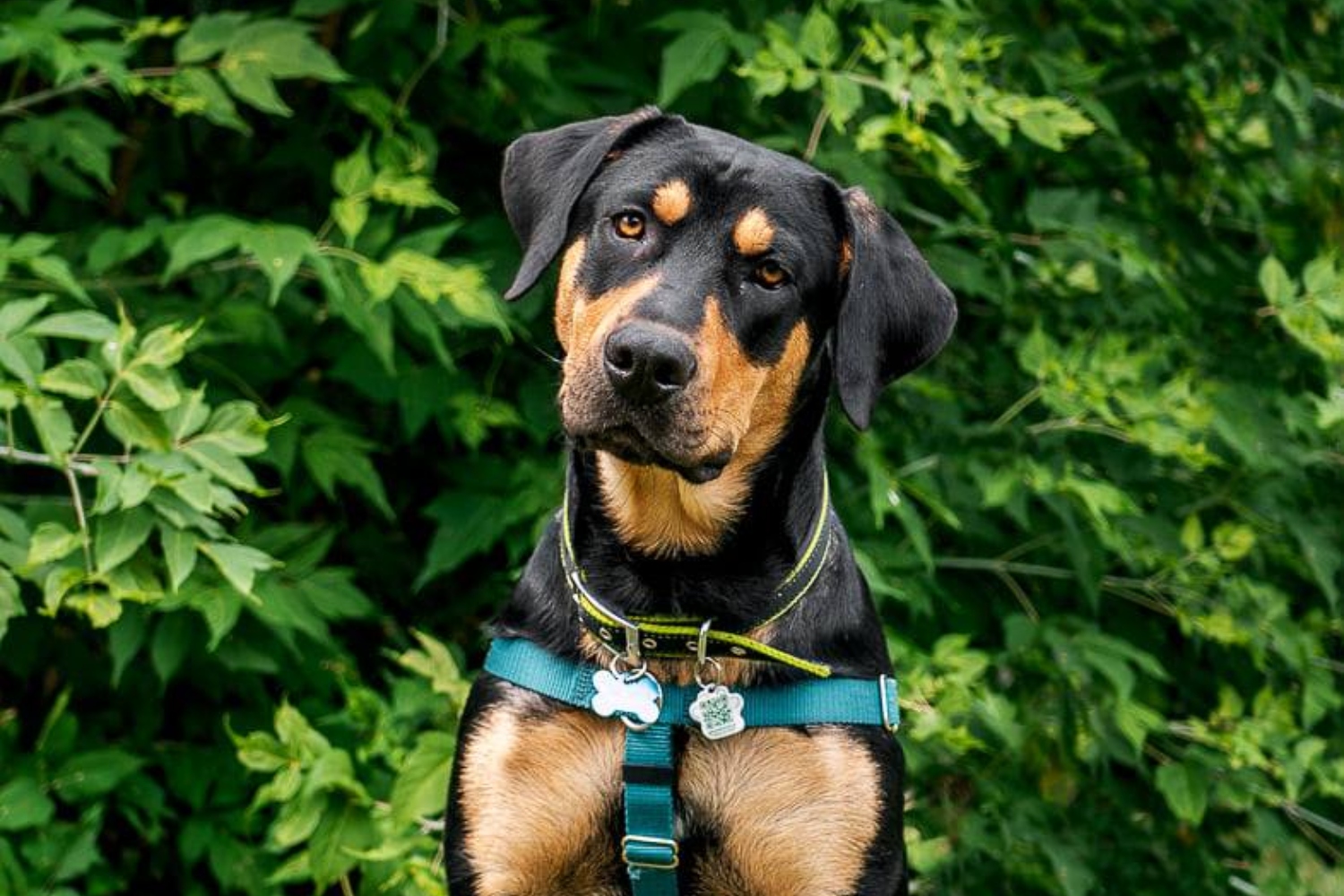 10 adorable dogs with hilarious names up for adoption around Alberta