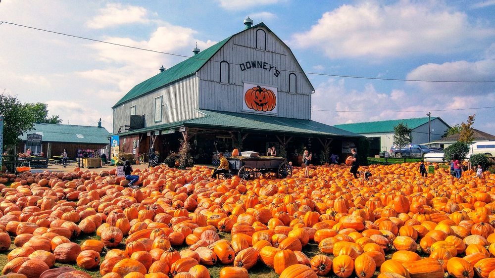 downey's farm pumpkin fest