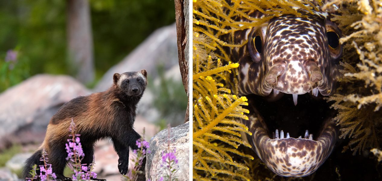 Check out these rare animals seen in Washington in recent years