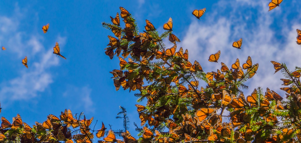 migrating monarch butterflies ontario