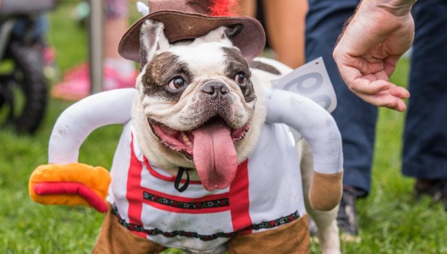 halloween event for dogs toronto