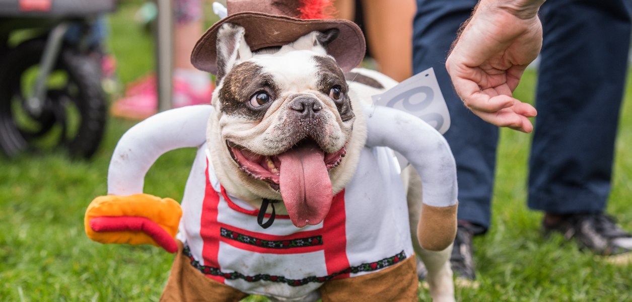 halloween event for dogs toronto