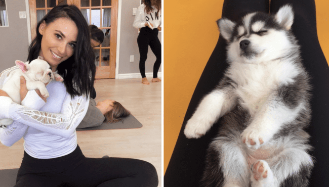 puppy yoga toronto