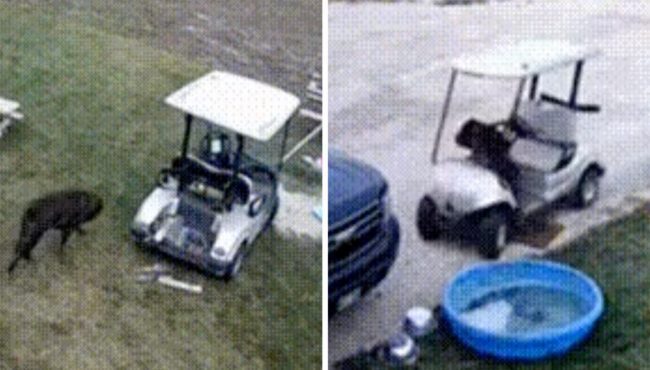 Winnipeg golf cart dog