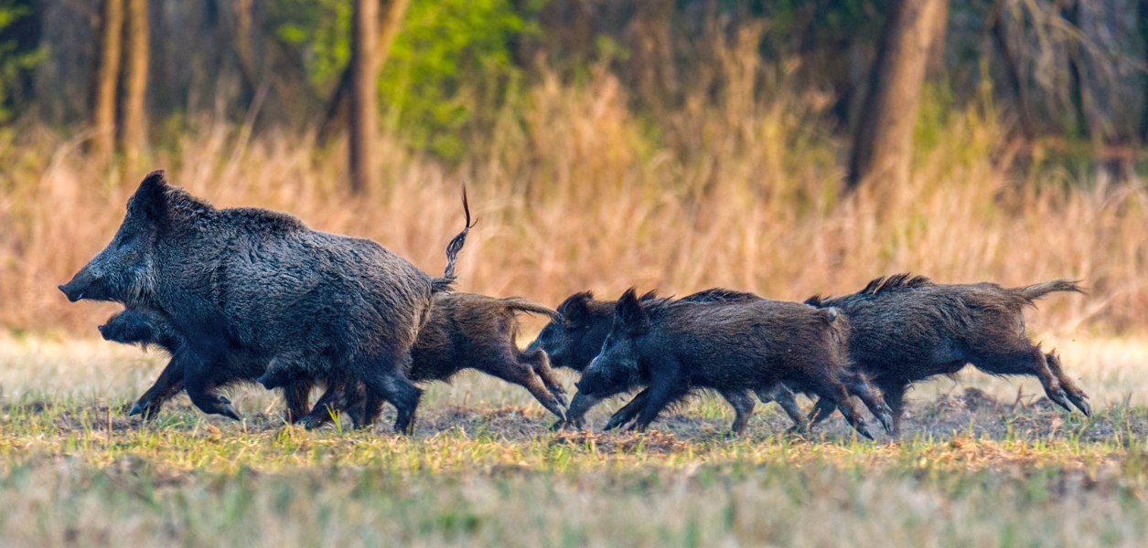 wild boars pickering