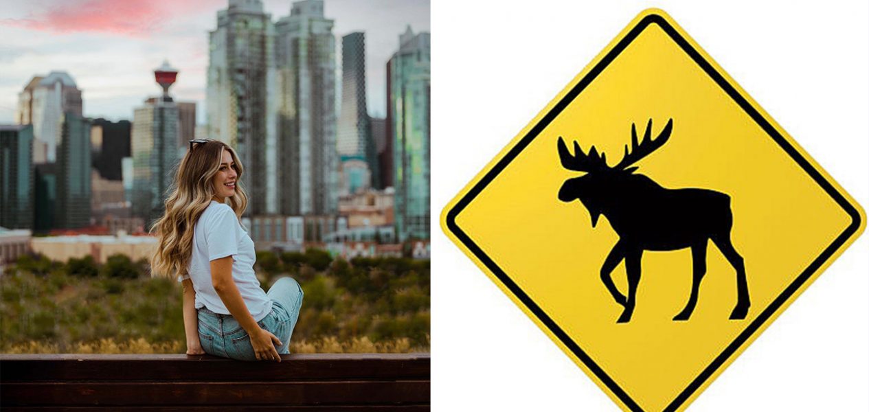 moose crossing sign