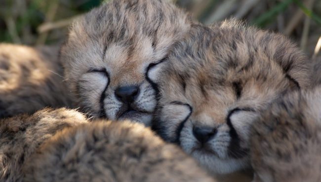 toronto zoo cheetah cubs