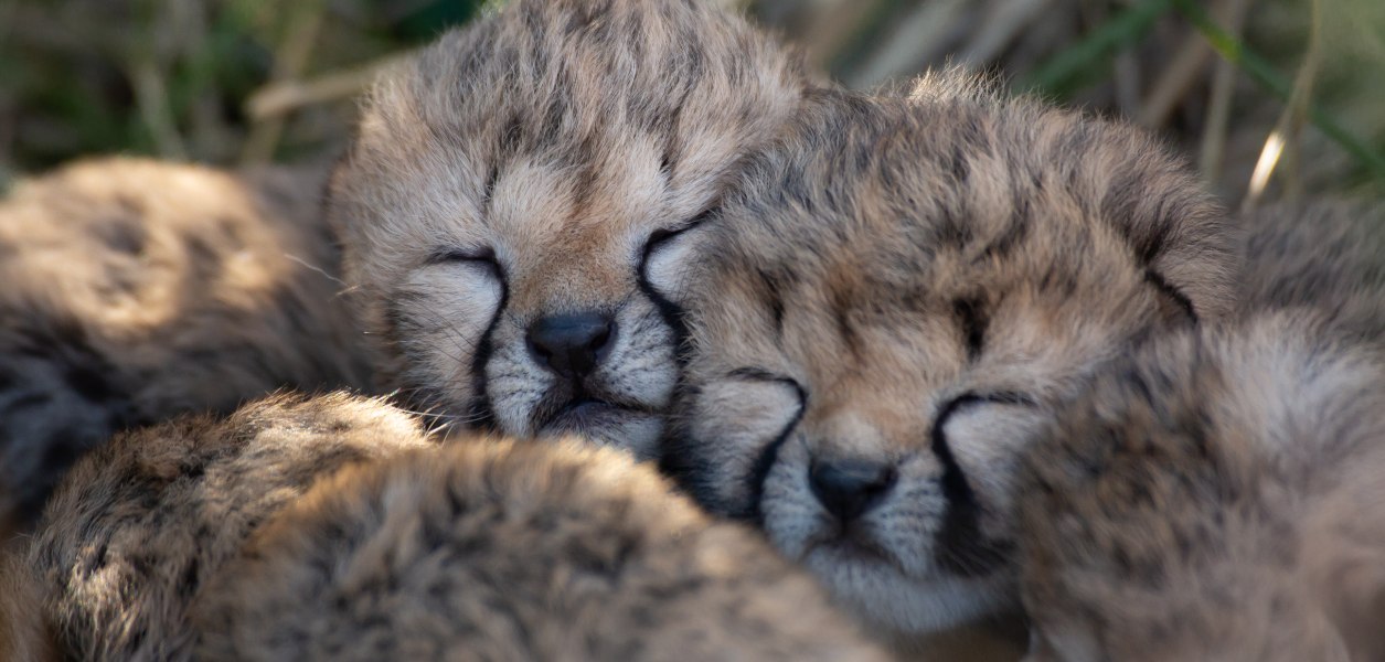 toronto zoo cheetah cubs