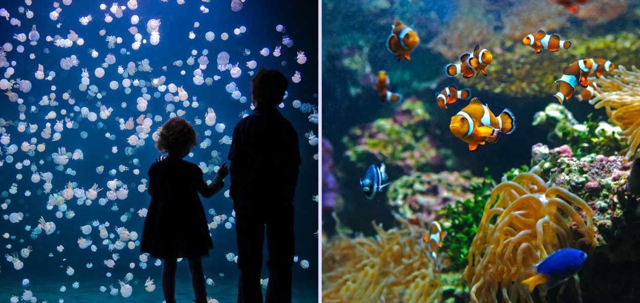 family day vancouver aquarium