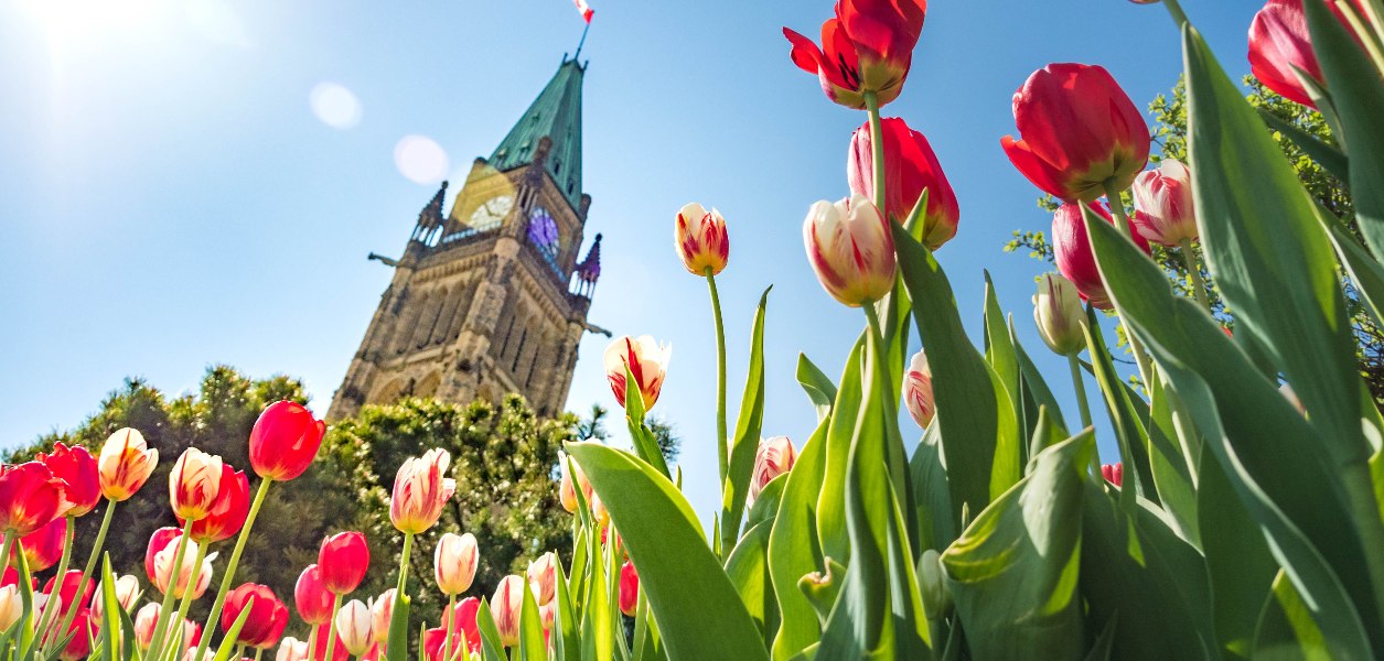 canadian tulip festival