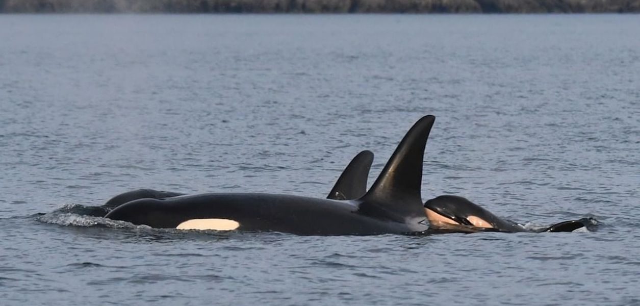 Puget Sound orca whale