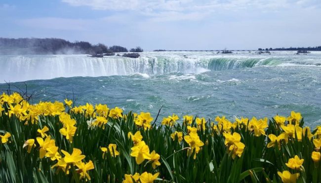 Daffodils beside Niagara Falls