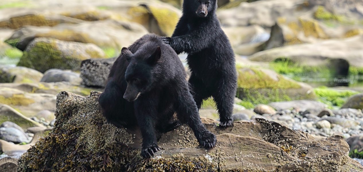 Young bears wrestle in Coquitlam