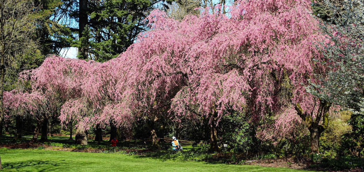vandusen garden cherry blossoms vancouver