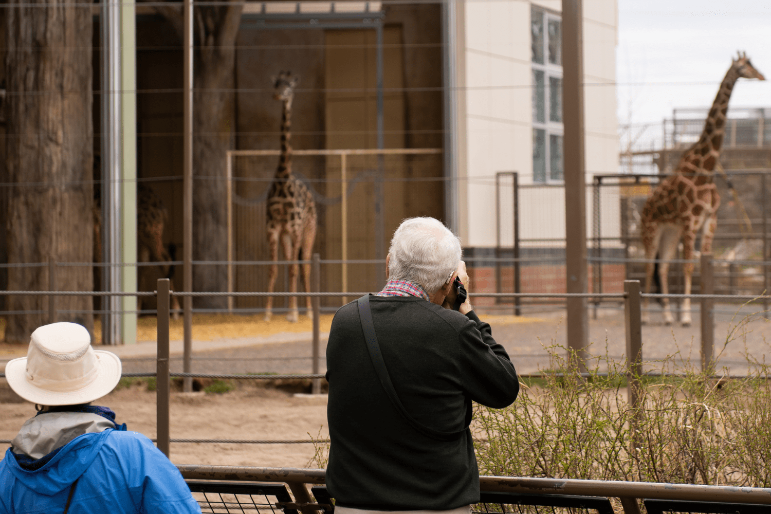 Man taking photo of giraffe at the zoo