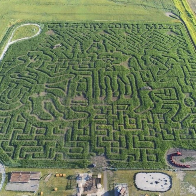 Calgary Farmyard corn maze