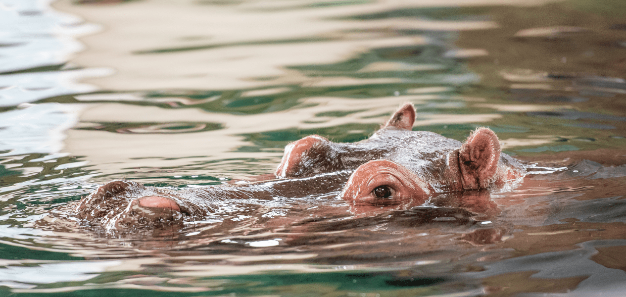 Calgary Zoo - Hippo Floating