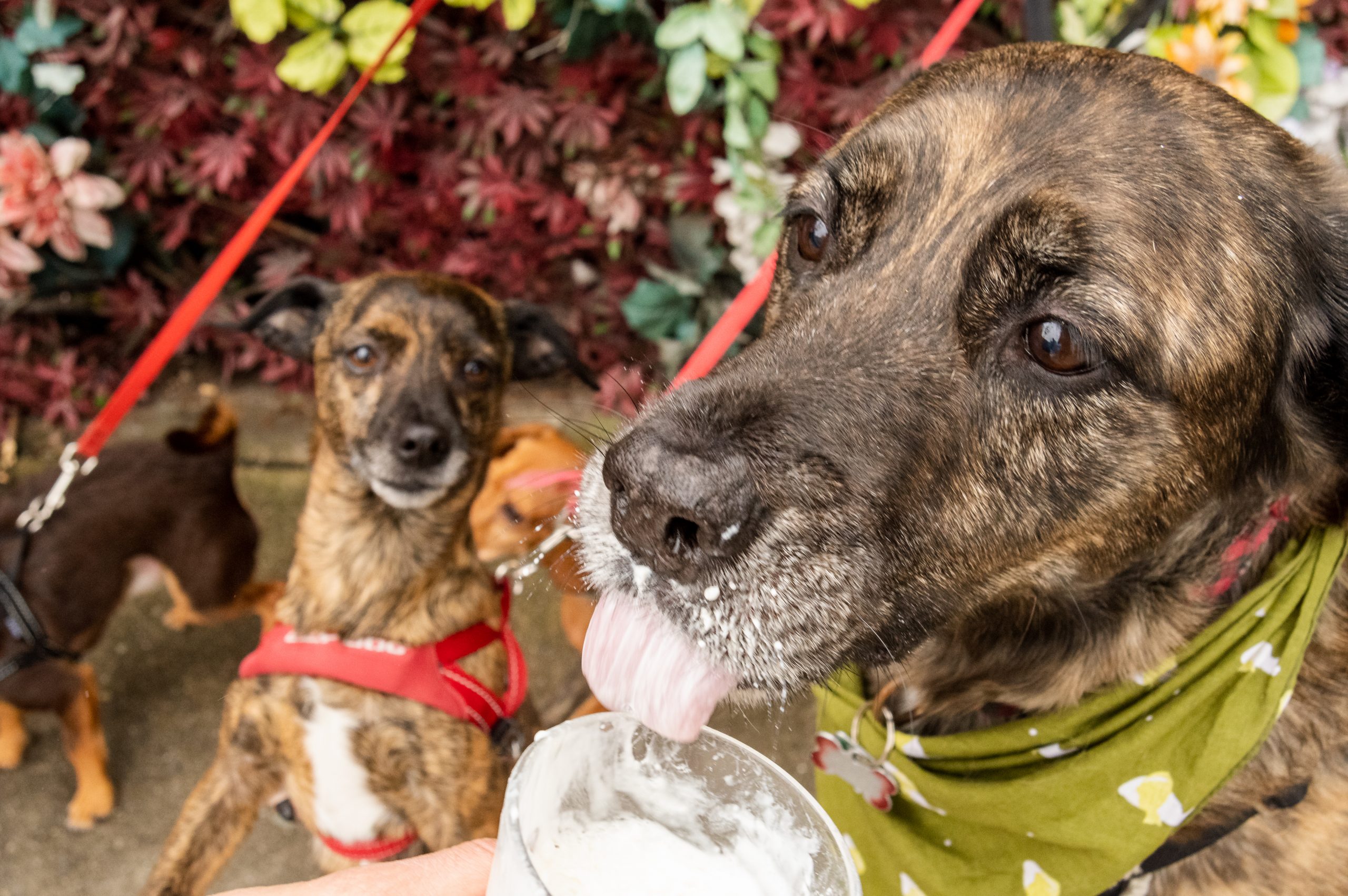 dog-friendly patio Uncle Abe's things to do vancouver