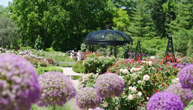 Rose garden at Royal Botanical garden
