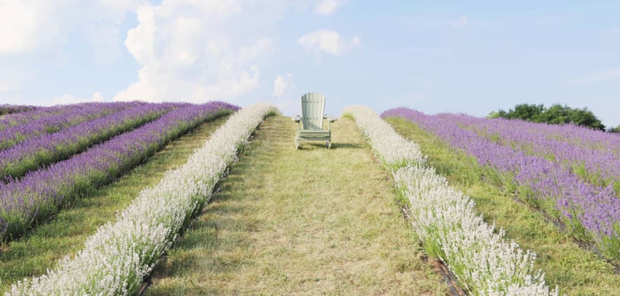 kelso lavender