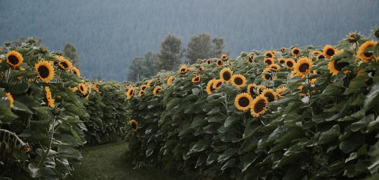 chilliwack sunflower festival