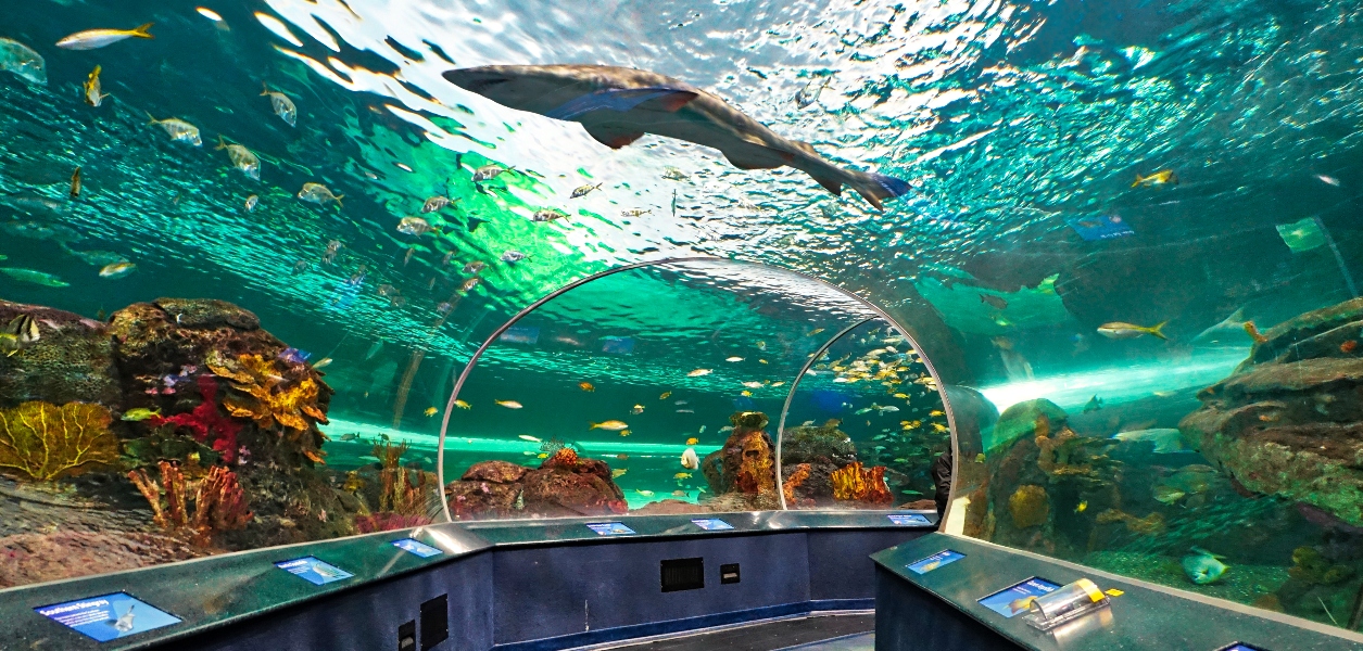 ripley's aquarium