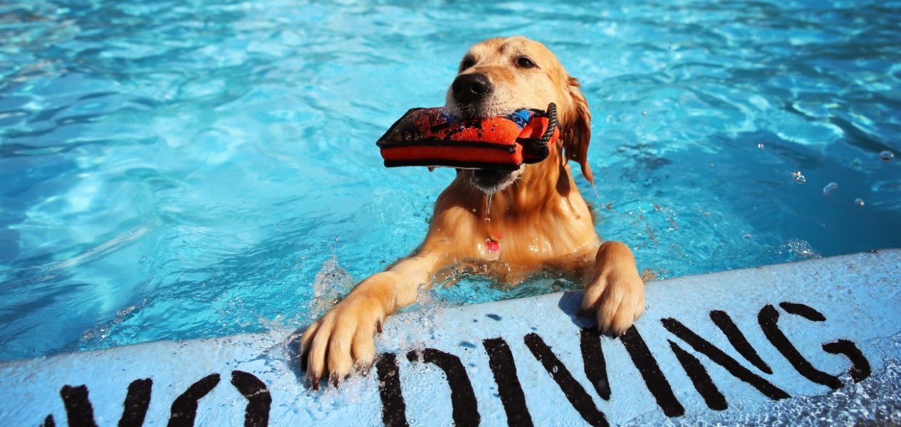 toronto dog swimming