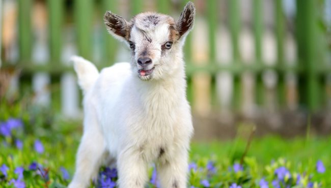 baby goat jam