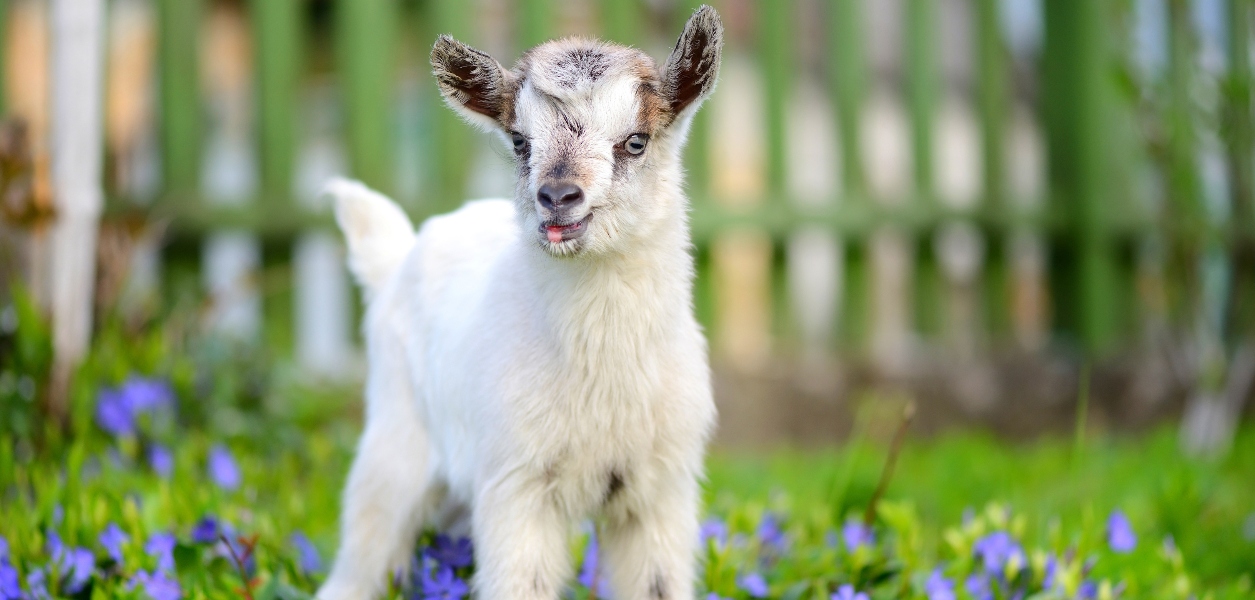baby goat jam