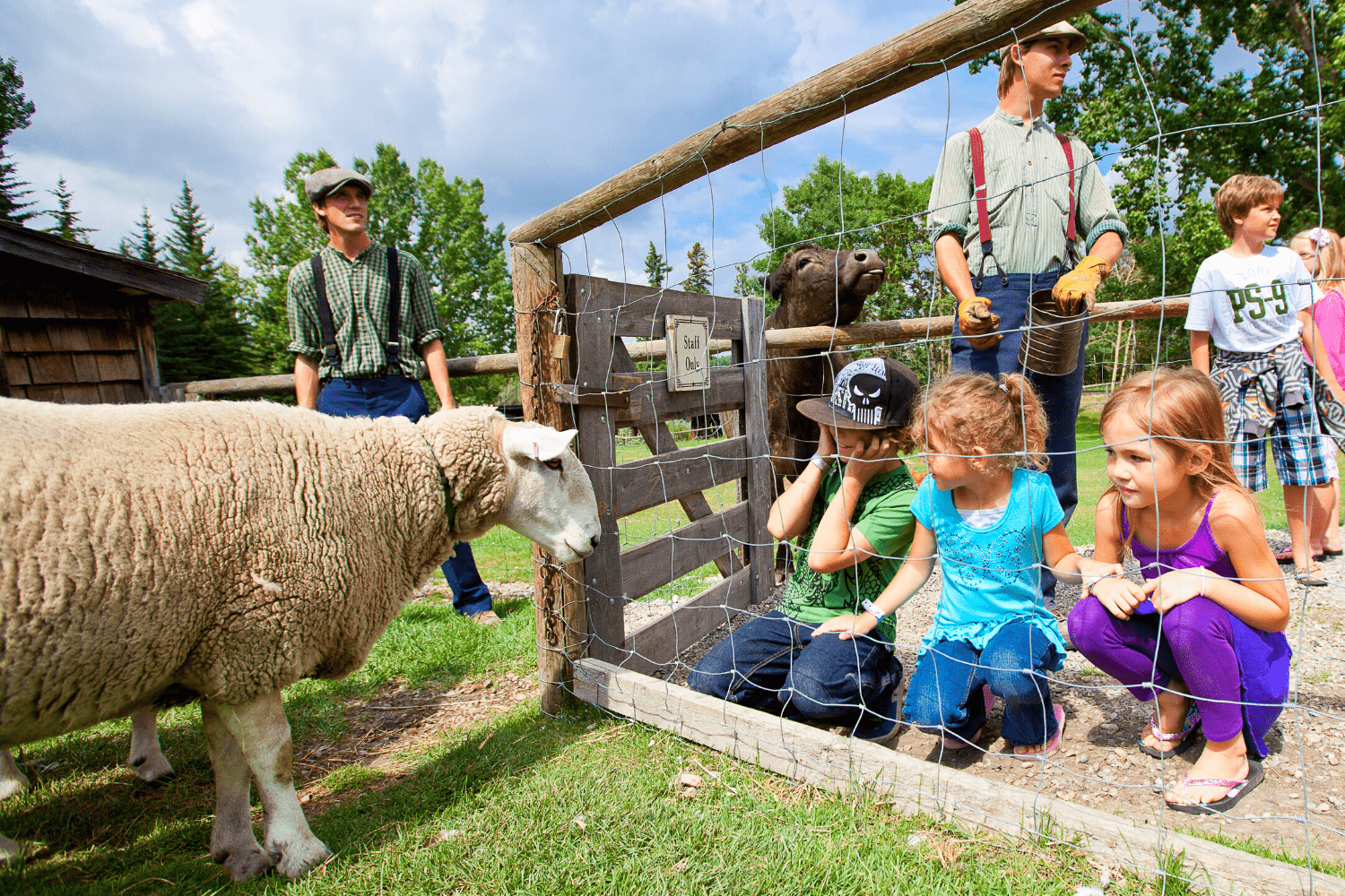 Kids Petting Sheep