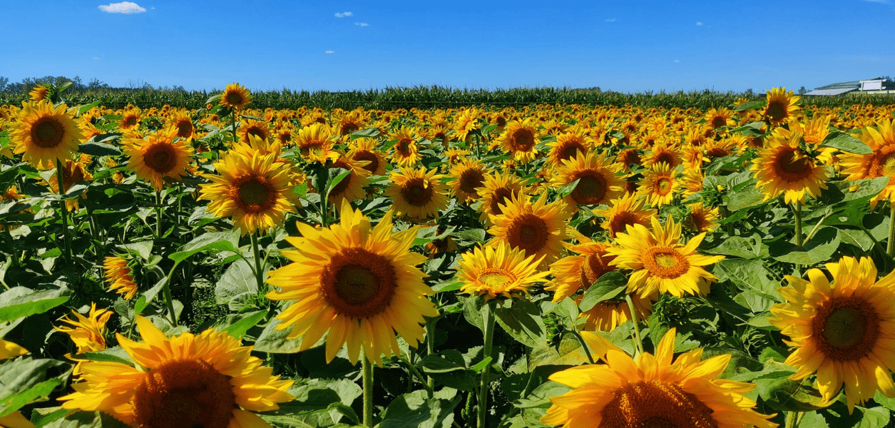 alberta sunflower fields