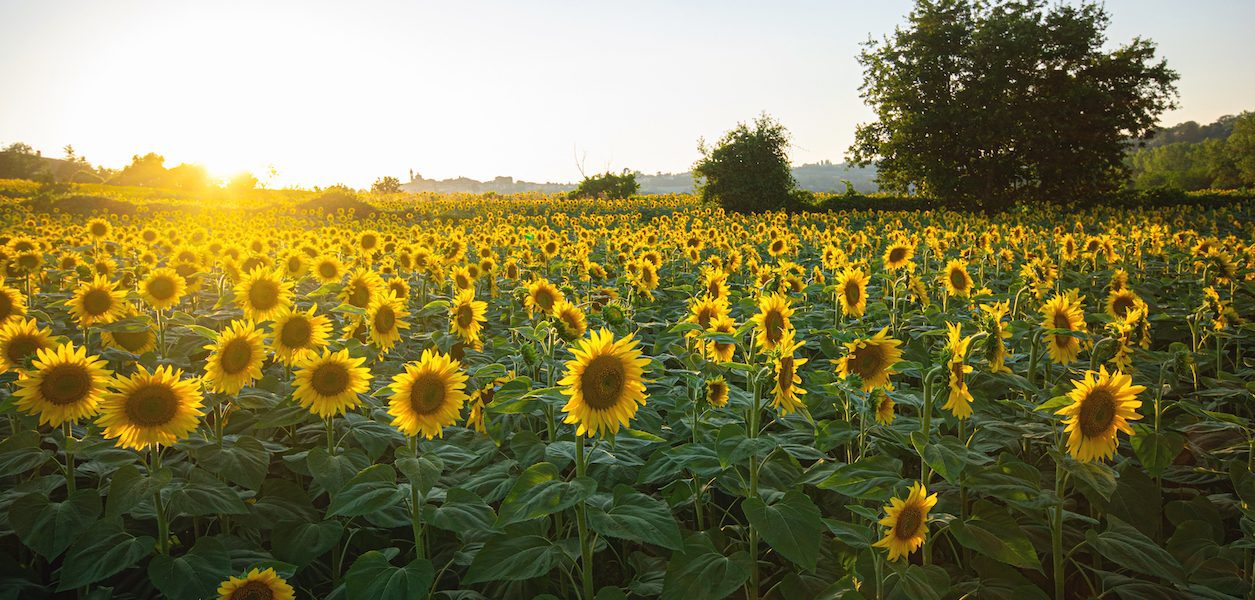 maris farms sunflower days