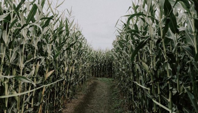 chilliwack corn maze 2022