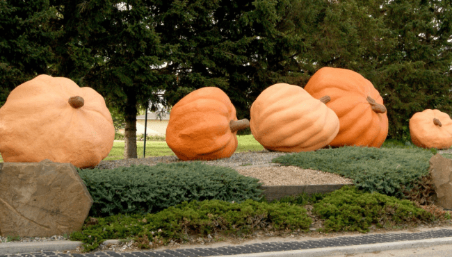 pumpkin fair alberta