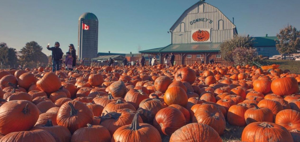 things to do this fall in toronto