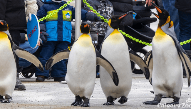 penguin walk calgary zoo